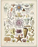 Vintage Crustaceancore Ocean Life Jellyfish Marine Biology Science Illustration Art Print by Meishe | 11x14 Unframed Art Print Poster | Great Beach House Wall Decor Poster Under $15