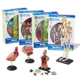 Learning Resources Anatomy Models Bundle Set - 4 STEM Anatomy Demonstration Tools, Ages 8+ Classroom Demonstration Tools, Teacher Supplies Gifts for Boys and Girls