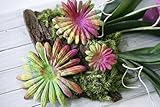 Prima Scrapbooking Supplies SOUTH PACIFIC Flowers for Art Journaling Bullet Junk Journal Planners DIY Paper Stickers Craft Kits Notebook Collage Album Aesthetic Cottagecore Picture Frames Retro Crafts