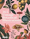 Vintage Botanical Illustration: Copyright-Free Images for Artists, Designers and Plant Lovers