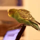 Parrot on Laptop Live Wallpaper